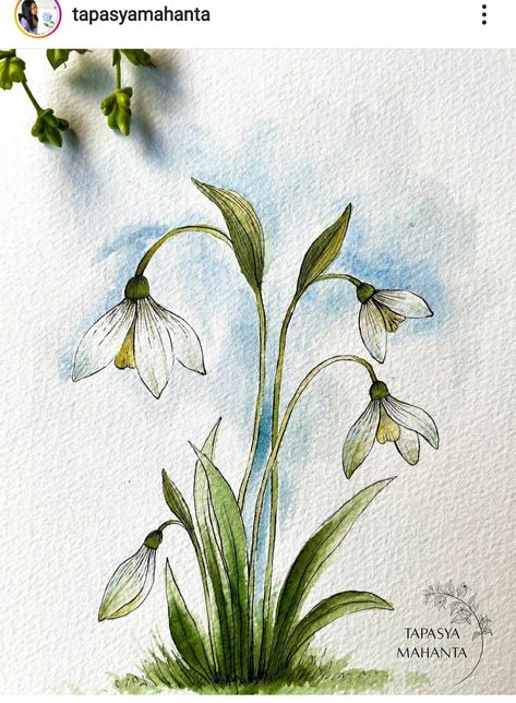 Snow Drops Flowers, Snowdrop Flowers, Loose Watercolor Paintings, Snow Drop, Autumn Leaves Art, Flowers Paintings, Watercolor Art Landscape, Snow Drops, Watercolor Flowers Tutorial