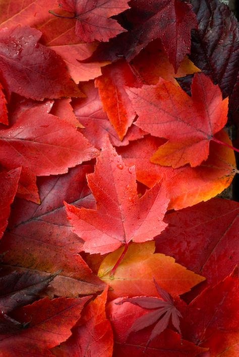 photo: maple leaves in red autumn colors... Red Leaves, Fabulous Fall, Autumn Beauty, Seasons Of The Year, Yellow Leaves, Fall Pictures, Water Droplets, Alam Semula Jadi, Red And Yellow