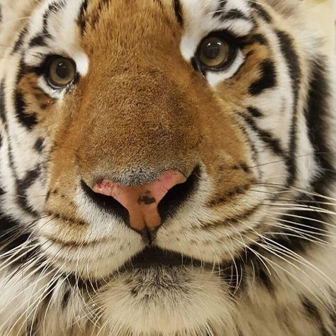 Tiger Pictures, Geaux Tigers, Pet Tiger, Cute Tigers, Pretty Animals, Silly Animals, Lsu Tigers, Fluffy Animals, Silly Cats