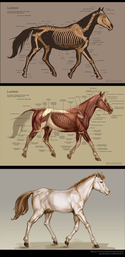 Horse Biomechanics, Lion Anatomy, Creature Anatomy, Horse Bones, Horse Animation, Horse Skull, Dog Anatomy, Animal Skeletons, Horse Anatomy