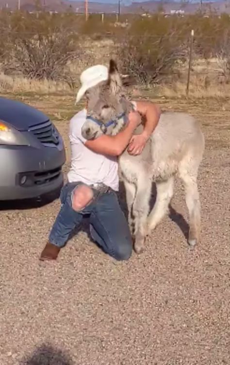 Wild Donkey Acts Just Like A German Shepherd - The Dodo Baby Donkey, Mini Donkey, Cute Donkey, Baby Farm Animals, Bureau Of Land Management, Animal Sanctuary, The Donkey, Dog Beach, Animal Stories