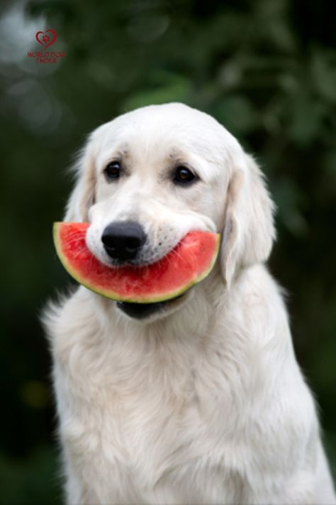 Dog Eating Watermelon, Dog Watermelon, Dog Teeth Care, Can Dogs Eat Watermelon, Watermelon Dog, Puppy Labrador, Craft Soda, Coconut Oil For Dogs, Eating Watermelon