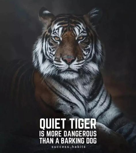 Tiger Attitude, Quotes Angry, Wallpaper Tiger, Sigma Rules, Tiger Quotes, Angry Quote, Angry Tiger, Funny Tiger, Quotes Strength