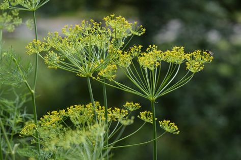 Dill, Anethum graveolens: "Ancient Aromatic" I can't count how many times I have stood over a green, ferny plant and asked, "Is this dill or fennel?" The s Allotment Ideas, Gardening 101, Cut Flower Garden, Edible Plants, House Landscape, Planting Herbs, Growing Food, Edible Flowers, Medicinal Herbs