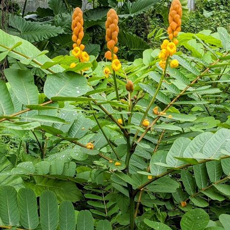 Embrace the warmth of nature's glow with these candle bush leaves. 🍃✨ #Nature'sGlow #CandleBushMagic Internal Cleanse, Candle Plant, Organic Candles, Power Of Nature, Candle Tree, Dry Leaf, Traditional Medicine, Leaf Nature, Medicinal Herbs