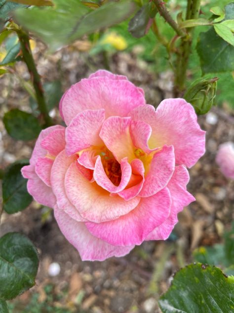 Hybrid Tea Rose, Julie Andrews, Hybrid Tea Roses, Tacoma Wa, August 20, Tea Rose, Rose Garden, Garden And Yard, Roses