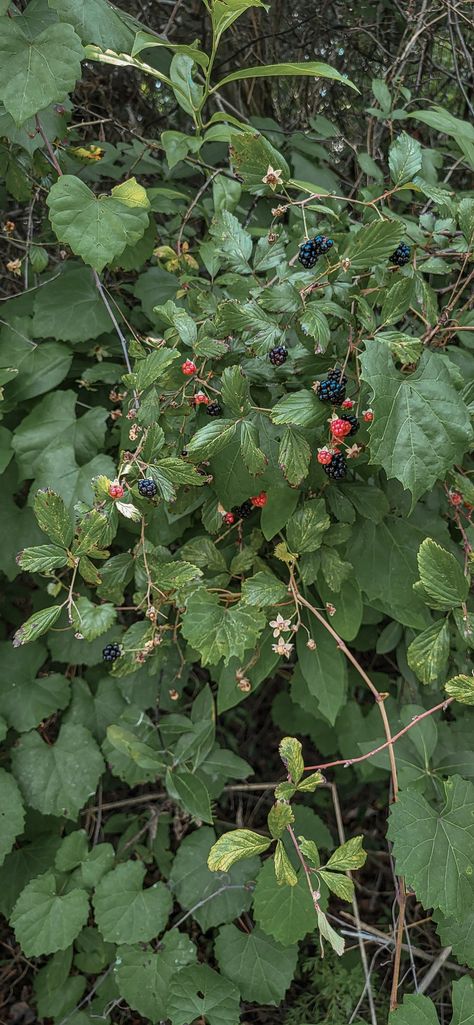 Path In Forest, Bush Photography, Blackberry Bushes, Blackberry Bush, Sunset Lighting, Visual Reference, Berry Bushes, Red Pants, Future House