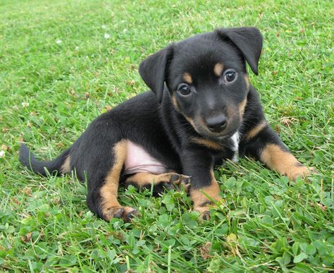 Black And Tan Jack Russell, Black Jack Russell Terrier, Black Jack Russell, Jack Russell Chihuahua, Jack Russell Chihuahua Mix, Princess Mia, Jack Russell Terrier Puppies, Jack Russell Puppies, Jack Russells