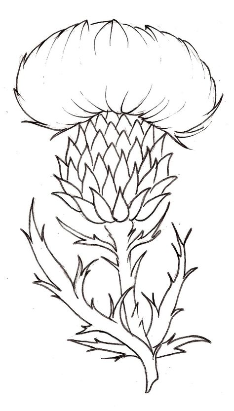 Thistle Flower Tattoo, Thistle Tattoo, Thistles Art, Thistle Flower, 수채화 그림, Flower Coloring Pages, Drawing Images, Simple Flowers, Tattoo Sketches