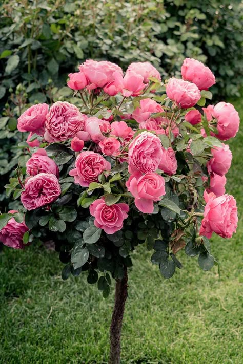 Tree roses make an impressive impact in the garden with their stand-out shape and stunning floral display. However, you need to know the right way to plant, prune, and care for these beauties so that they thrive. Learn how to grow tree roses now on Gardener's Path. #treeroses #gardening #gardenerspath Knockout Rose Tree, Pink Flowering Trees, Knockout Roses, Tattoo Plant, Garden Fence Art, Rose Garden Design, Rose Tree, Rose Flower Pictures, Climbing Rose