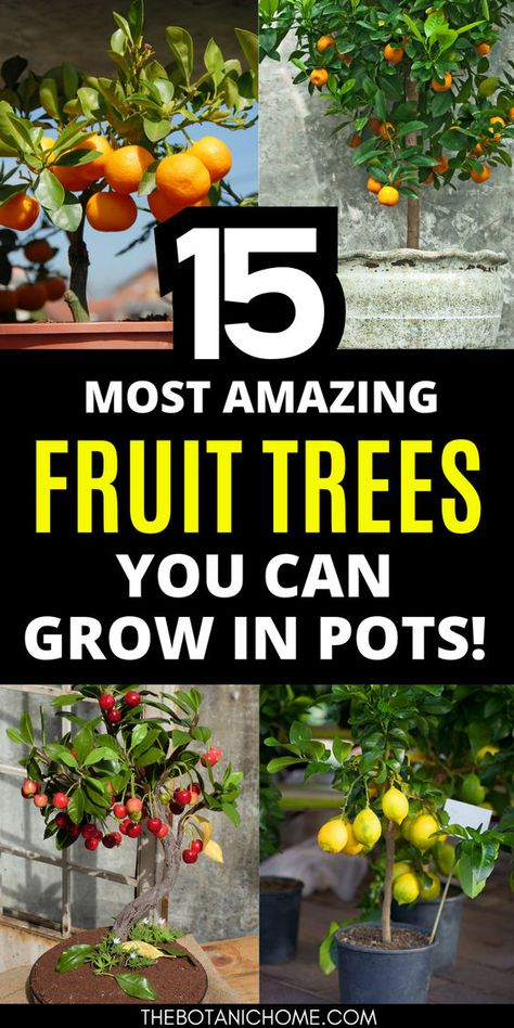 Discover the best fruit trees to grow in small spaces with this guide to potted fruit trees. Whether you're interested in a potted orange tree or want to create a lush container fruit garden, these easy fruit trees to grow will thrive in containers. Perfect for gardening in small spaces backyards or fruit tree backyard setups. Explore apple trees backyard, potted citrus trees, and more for your fruit tree garden. Pair with growing vegetables in pots to maximize your space. Fruit Tree In Pot, Growing Fruit Trees In Containers, Potted Citrus Trees, Fruit Tree Garden Design Backyards, Fruit Trees Backyard Design, Vegetables In Pots Container Gardening, Veggies To Grow In Pots, Citrus Trees In Pots, Fruit Guild