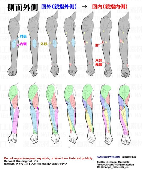 Hand Drawing Tutorial, Drawing Muscles, Forearm Anatomy, Arm Anatomy, 남성 근육, Human Anatomy Reference, Arm Drawing, Life Drawing Reference, Anatomy Tutorial