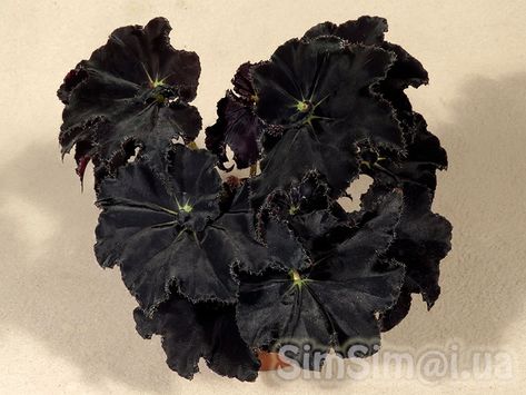 Begonia "Black Mamba" Witchy Garden, Goth Garden, Plant Goals, Gothic Garden, Witch Garden, Black Garden, Moon Garden, Night Garden, Unusual Plants