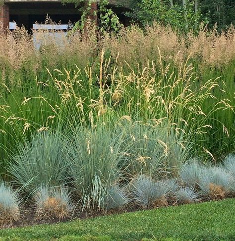 Karl Forester feather reed grass (seen in the background), blue oat grass in the middle and Blue Sheep's Fescue (seen here in the border). Blue Oat Grass Landscape, Karl Forester Landscaping, Decorative Grass Landscaping, Karl Forester, Colorado Landscaping, Drought Tolerant Grass, Blue Oat Grass, Flower Combinations, Feather Reed Grass