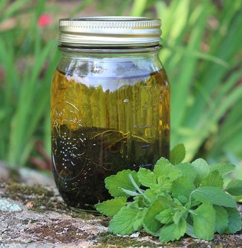 Lemon Balm - The Lost Herbs Cold Sore Lip, Nerdy Farm Wife, Lemon Balm Oil, Lemon Balm Recipes, Lemon Balm Essential Oil, Healing Salve Recipe, Diy Lip Balm Recipes, Herbal Remedies Recipes, Farm Wife