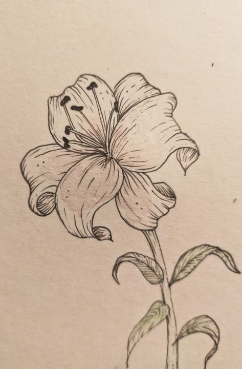 Drawing Summer, Lilies Drawing, Flower Art Drawing, Flower Sketches, Have Inspiration, Arte Sketchbook, Drawing Inspo, Art Drawings Sketches Creative, Hand Art Drawing