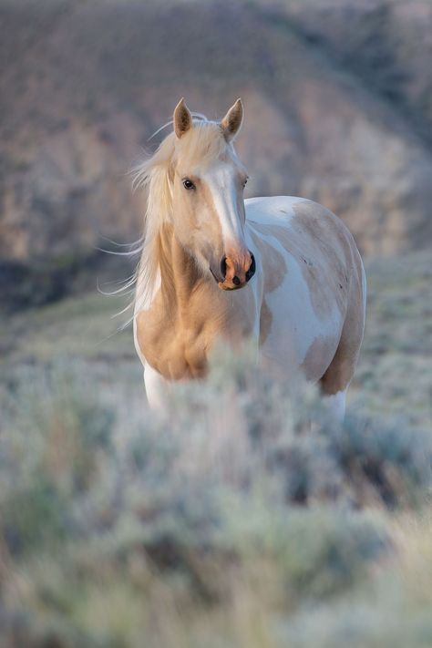 New Releases Cheval Pie, Ahal Teke, Mustang Horses, Wild Horses Mustangs, Wild Horses Photography, Red Desert, Beautiful Horses Photography, Horse Pics, Cute Horse Pictures