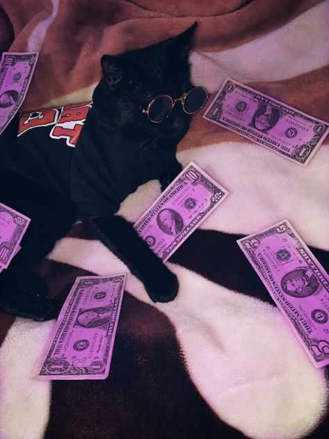 Rich Cats Aesthetic, Rich Cat Aesthetic, Cat With Money, Tumblr Money, Swag Tumblr, Rich Cat, Money Pink, Spoiled Cat, Swag Cat