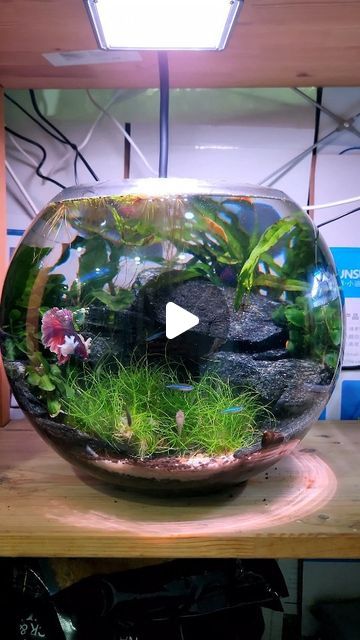 Planted Bowl Aquarium, Shrimp Bowl Aquarium, Fish Bowl Aquascape, Fish Bowl Ideas Decorations, Bowl Aquascape, Glass Bowl Decor Ideas, Fish Aquarium Ideas, Fish Bowl Ideas, Fish Bowl Decorations