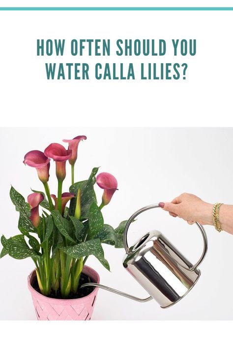 How often should you water calla lilies Lily Care, Calla Lily Flowers, Lily Plants, Garden Bulbs, Flower Care, Calla Lilies, Container Flowers, Home Flowers, Bulb Flowers