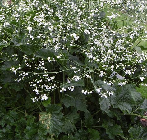 Greater Sea Kale Crambe Perma Garden, Sea Kale, Cyperus Papyrus, Momordica Charantia, Special Plants, White Cosmo, Dark Green Leaves, Landform, Tiny White Flowers