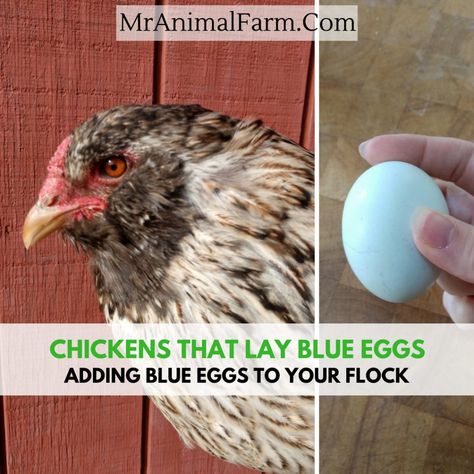 Chickens That Lay Blue Eggs - Adding Blue Eggs to Your Flock - Mranimal Farm Americana Chickens Eggs, Ameraucana Chicken Eggs, Easter Egger Chicken Eggs, Blue Chicken Eggs, Americana Chickens, Maran Chickens, Araucana Chickens, Ameraucana Chicken, Easter Egger Chicken