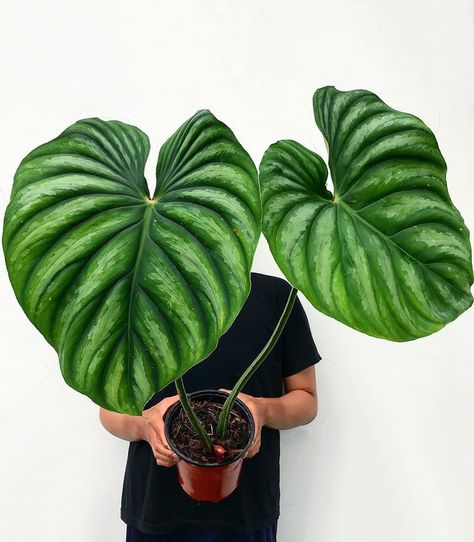 The Dharmaplants on Instagram: “Philodendron plowmanii round form . . . . . . #philodendronplowmanii #urbanjungle #houseplants #houseplantsofinstagram #greenthumbs…” Philodendron Plowmanii, Cafe Plants, Rare Philodendron, Grow House, Henry Mancini, Plant Goals, Philodendron Plant, Plant Wishlist, Inside Plants