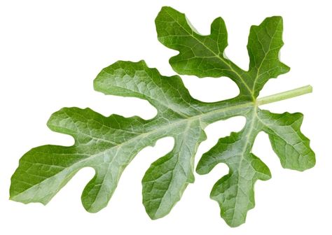 Watermelon leaves isolated on white surf... | Premium Photo #Freepik #photo #watermelon #nutrition #diet #fruit Watermelon Nutrition, Watermelon Leaves, Watermelon Plant, Triangle Art, Nutrition Diet, Stitch Drawing, Tomato Vegetable, Leaf Drawing, Hand Painted Vases