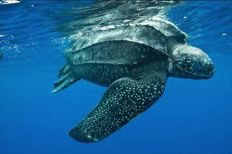 Leatherback sea turtle // Tortuga laúd // Dermochelys coriacea Great Barrier Reef Snorkeling, Leatherback Sea Turtle, Sea Turtle Species, Sea Turtle Pictures, Turtle Wallpaper, Marine Turtle, Marine Ecosystem, Green Sea Turtle, Turtle Love