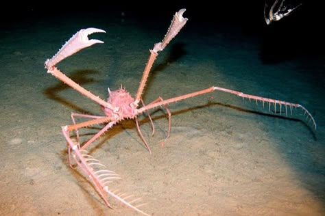 Spider Crab, Walking With Dinosaurs, Deep Sea Creatures, Crustaceans, Silly Animals, Marine Biology, Silly Goofy, Ocean Creatures, Marine Animals