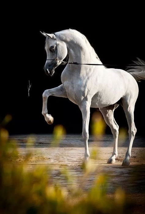 WH York (Marwan Al Shaqab by Gazal Al Shaqab x WH Monecaren by WH Rendishahn) 2006 grey stallion bred by Wendell Hensen, Utah Horse Poses, Elegant Horse, Majestic Creatures, Beautiful Arabian Horses, Animals Photography, Horse Boarding, Most Beautiful Horses, Exotic Animals, Most Beautiful Animals