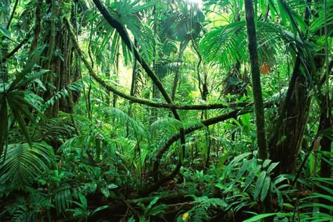 Trekking in Luang Namtha: The best jungle trek in Laos Jungle Snacks, Jungle Pictures, Jungle Images, Most Dangerous Animals, Jungle Island, Jungle Plants, Forest Ecosystem, Jungle Life, Amazon Jungle