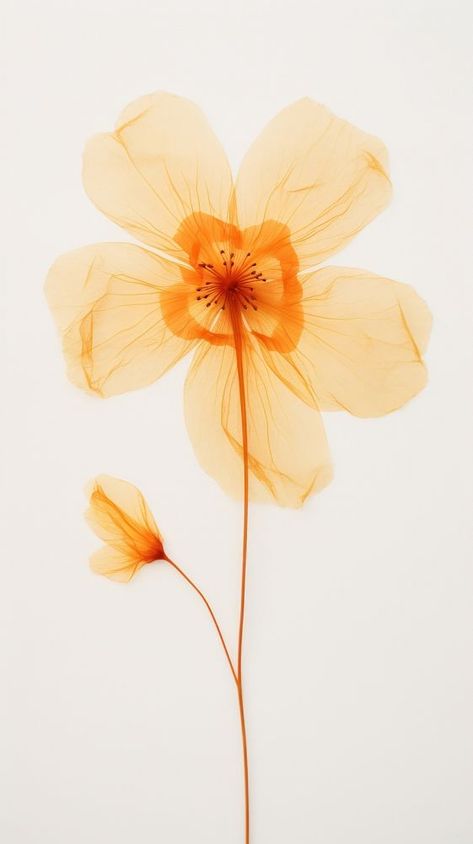 Pressed orange flower blossom petal plant inflorescence. | premium image by rawpixel.com / Bew Orange Flower Background, Photography Plants, Orange Flower, Blossom Flower, Flower Backgrounds, Orange Blossom, Orange Flowers, Plant Life, Paper Background