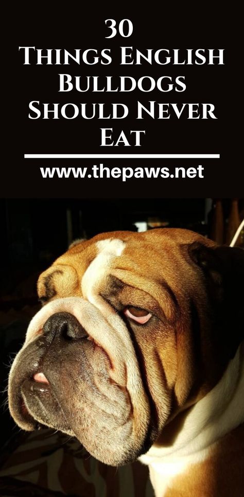 English Bulldog Quotes, Cute Bulldogs English, British Bulldog Puppies, English Bulldog Tattoo, English Bulldog Clothes, Olde English Bulldog Puppies, Bulldog Quotes, English Bulldog Care, Bulldog Images