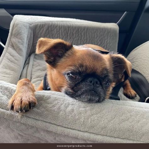 "I find the drive-thru at CVS to be extremely boring 😕💤" At least Penny can kick back and relax in her Snoozer Dog Car Seat! Check out the different styles we have available on our website! Check out our website to learn more. Image credit: @petitpennybg on Instagram Snoozer Dog, Luxury Console, Dog Car Seat, Relaxing Travel, Dog Line, Booster Car Seat, Pet Car Seat, Dog Car Seats, Dog People