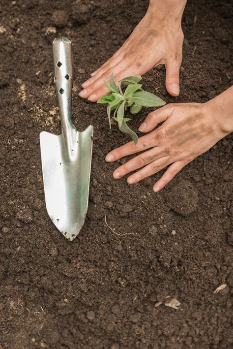 A person's hand planting seedling into s... | Free Photo #Freepik #freephoto #people #hand #leaf #woman Hands Gardening, Animatic Ideas, Garden Spade, Gardening Photography, Urban Gardens, Painting References, Garden Shears, Inspiration Images, Carrot Seeds