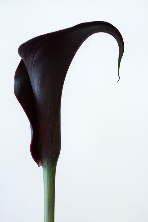 Black Hollyhock, Man Flowers, Cala Lilies, Moody Flowers, Black Calla Lily, Natural Beauty Photography, Dark Purple Color, Black Garden, Flowers Ideas