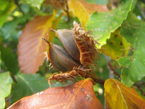 American Beech Fruit / Nut Goddess Nature, Beech Nut, Aura Spray, Beech Trees, Broadleaf Evergreen, Beech Tree, Flower Essences, Animal Habitats, Garden Show