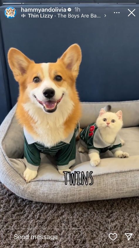 Corgi Videos, Corgi Gif, Dog Videos, Cute Corgi, Funny Dog Videos, Dog Gifs, Funny Dogs, Twins, Dogs