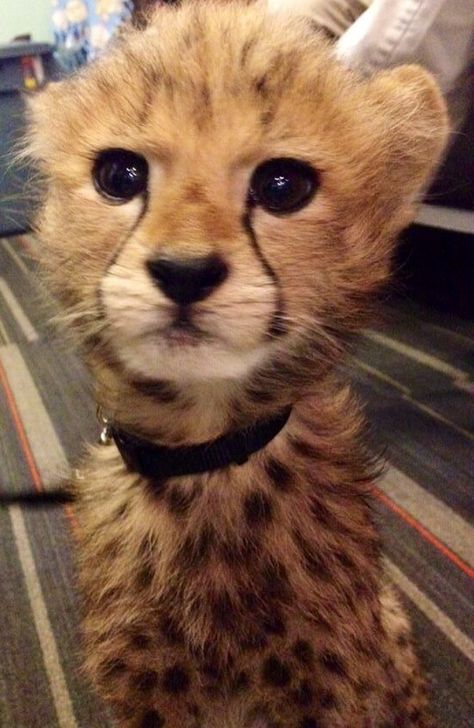 Cheetah Pictures, Baby Cheetahs, Pretty Animals, Majestic Animals, Cheetahs, Silly Animals, Like Animals, Cute Wild Animals, Silly Cats