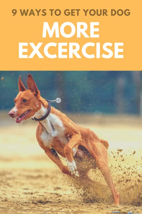 Learn nine strategies for how to get your dog more exercise and burn off that excess energy! Scared Dog, Dog Care Checklist, Dog Treadmill, Pooch Workout, Dog Skin Care, Kennel Ideas, Bored Dog, Dog Exercise, Home Dog