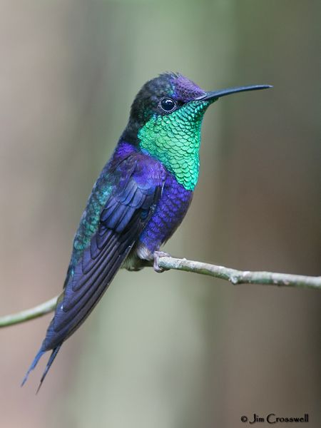 Sitting Hummingbird Tattoo, Hummingbird Sitting, Sitting Hummingbird, Hummingbird Colors, Hummingbirds Photography, Wild Photography, Hummingbird Pictures, Hummingbird Art, Hummingbird Tattoo