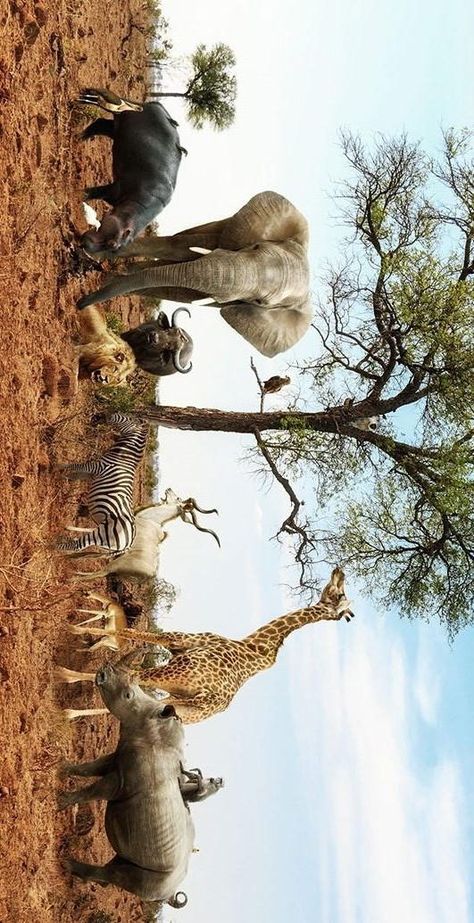 Animal Pictures For Kids, Wildlife Wallpaper, Wild Animal Wallpaper, Elephant Pictures, Wildlife Pictures, Afrique Art, Animal Aesthetic, Africa Animals, Wild Animals Pictures