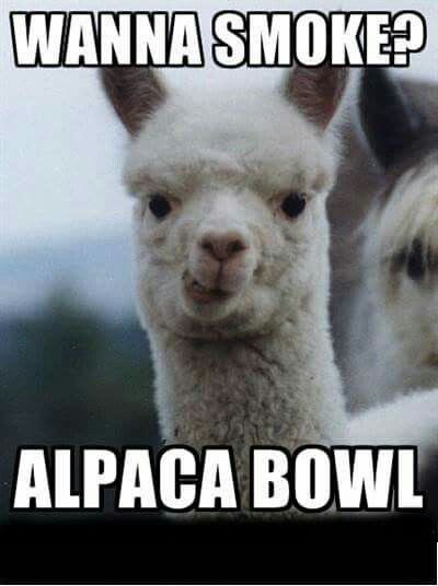 Wanna smoke Road Trip Meme, Alpaca My Bags, Cute Alpaca, Dog Camping, Popup Camper, Snapchat Funny, Go Camping, Funny Animal Pictures, Tent Camping