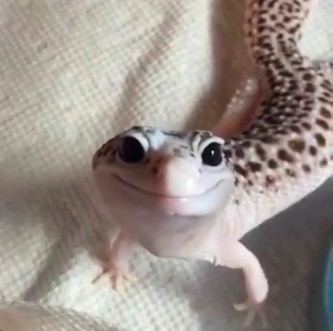 Smile! :) Gecko