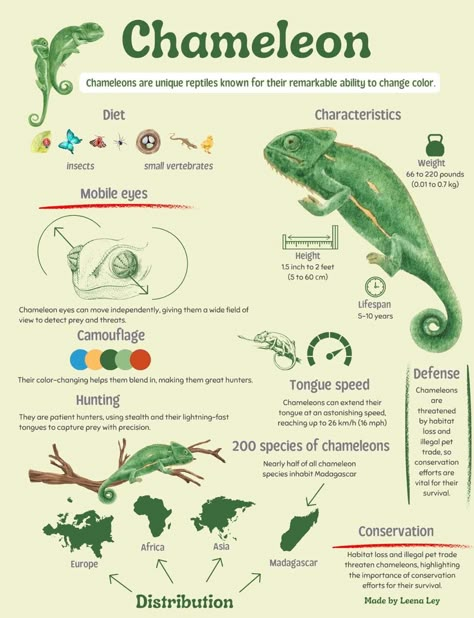 Zoology Aesthetic Notes, Zoology Aesthetic, Zoology Career, Chameleon Facts, Zoology Notes, Dragonfly Facts, Science Art Drawings, Biology Journal, Facts About Snakes