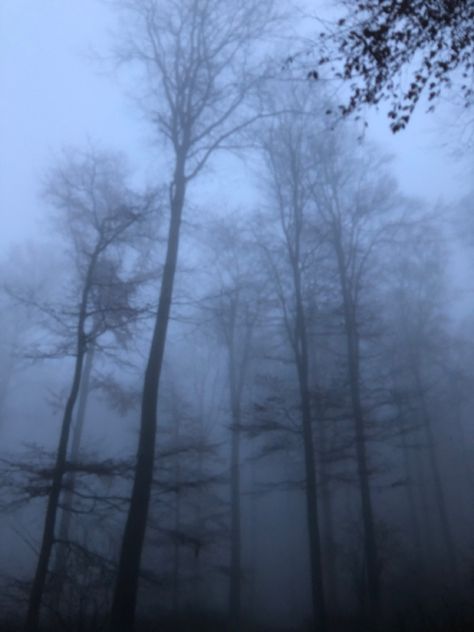 Dark Forest Aesthetic, Foggy Weather, Dark Landscape, Fog Blue, Dark Autumn, Foggy Forest, Fantasy Forest, Gray Aesthetic, Fantasy Places