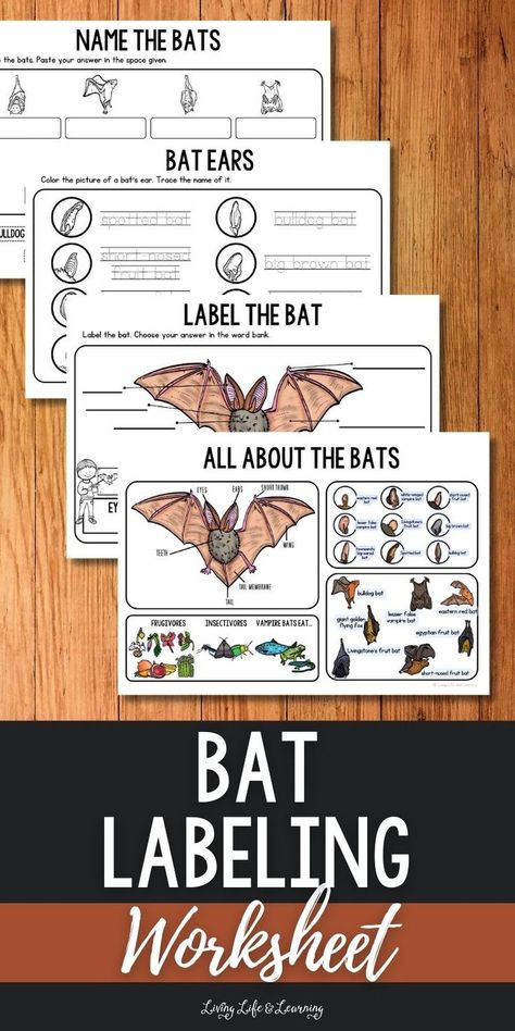 Bat Labeling Worksheet Bat Activities For Kids, Bats Unit Study, Bat Lessons, Bats Activities, Cycle For Kids, Earth Science Lessons, Fall Science, Elementary Science Activities, Nature School