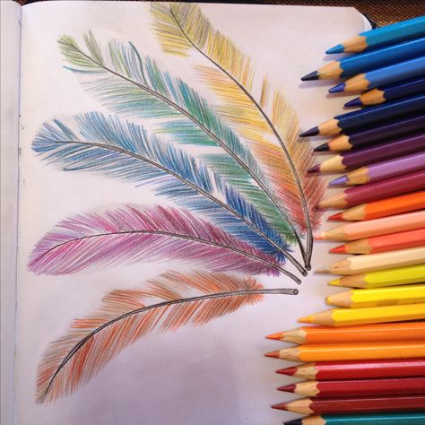 Colorful feathers Sketches With Colour Pencils, Drawings Of Feathers, Feathers Drawing Simple, Feather Colouring Page, Colored Pencil Feather Drawing, Feather Drawing Biro, Feather Drawing, Cool Pencil Drawings, Colored Pencil Artwork