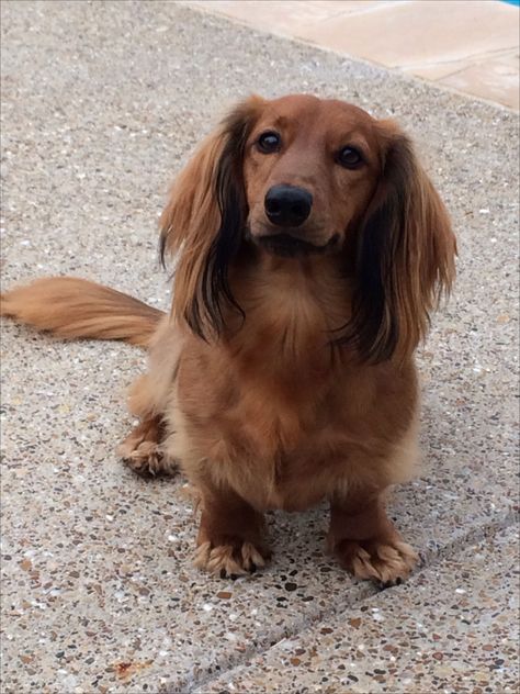 Long Haired Dachshund Short Haired Dachshund, Dachshund Colors, Dachshund Puppy Long Haired, Doxie Puppies, Brown Dachshund, Baby Dachshund, Dog Anatomy, Dachshund Art, Long Haired Dachshund